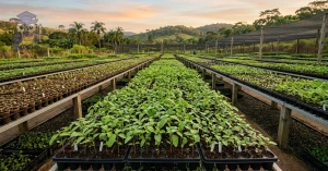 Curso de Curso Livre de Produção de Mudas Florestais